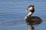 Grebe with fish