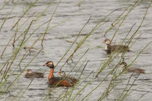 Slavonian Grebe