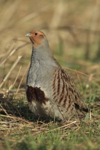 Grey Partridge