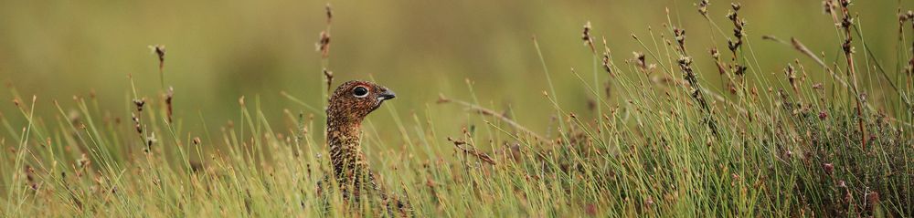 Red Grouse Gallery