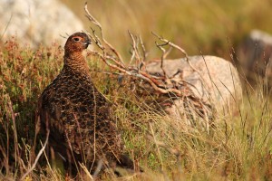Red Grouse in Heather