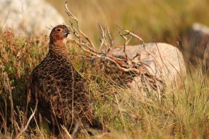 Red Grouse