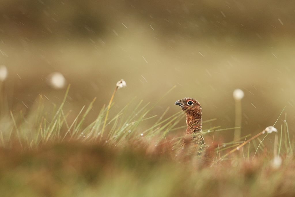 Red Grouse Head above Grass