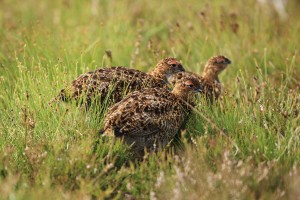 Red Grouse Chicks on Moor
