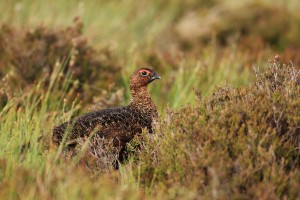Male Red Grouse Peers Through Heather