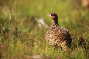 Red Grouse on Heath