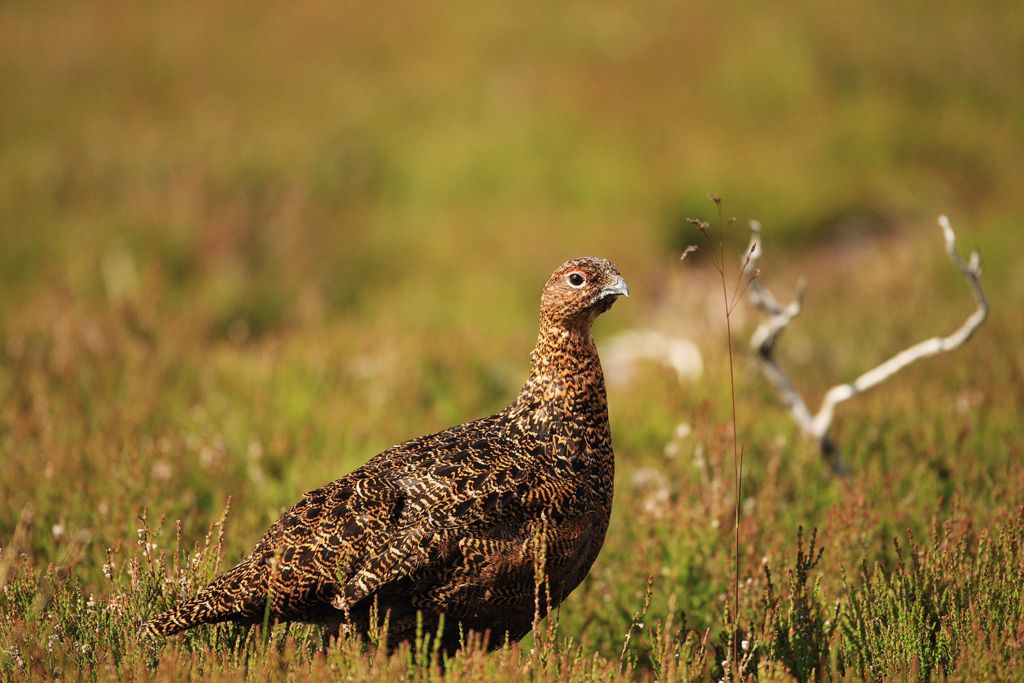 Red Grouse and Grass