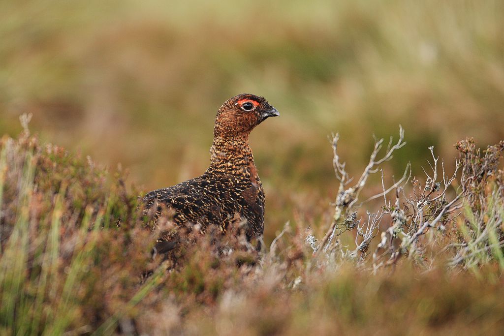 Male Red Grouse With Dead Heather