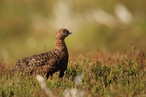 Female Red Grouse in Heather