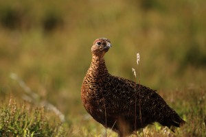 Red Grouse with Grasses