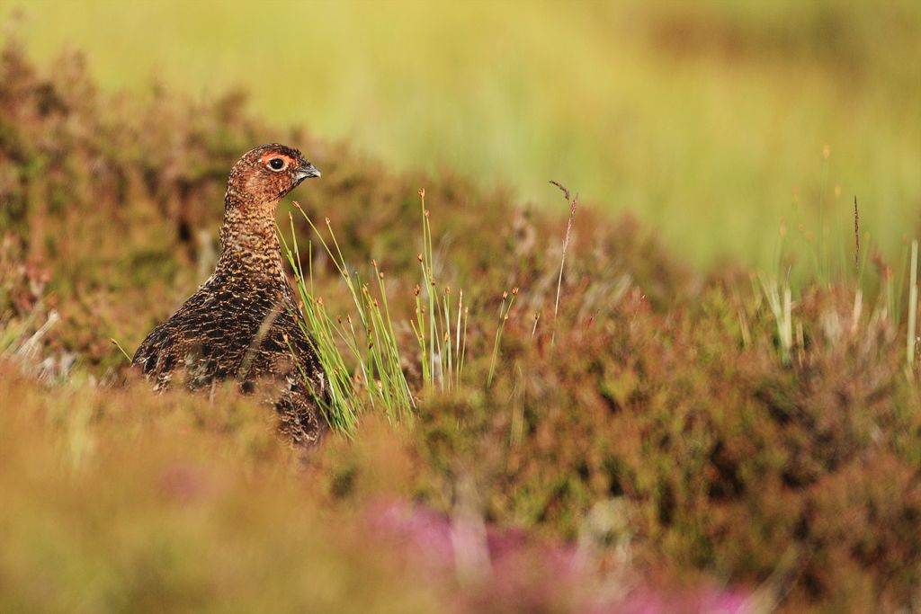 Red Grouse in Purple Heather