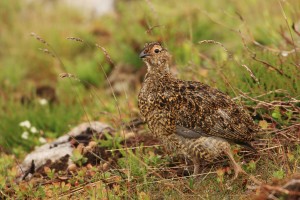 Immature Red Grouse in Heather