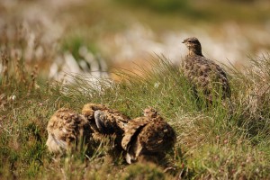 Red Grouse Hen and Chicks