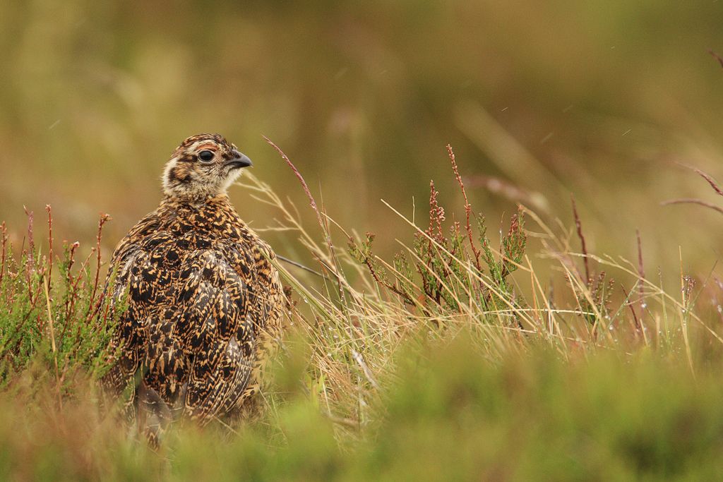 Immature Red Grouse