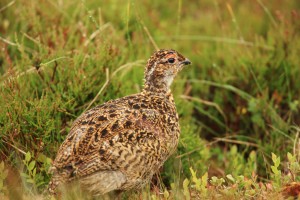 Immature Red Grouse in Heather