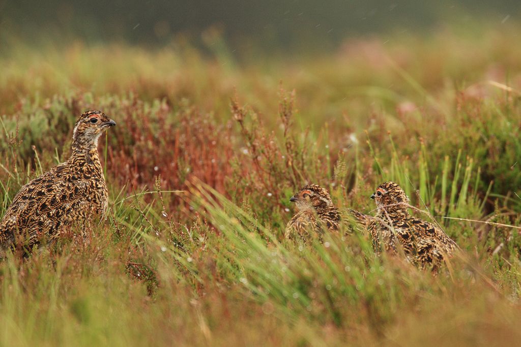 Red Grouse Hen with Chicks in Heather