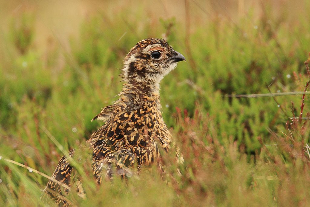 Wet Immature Red Grouse