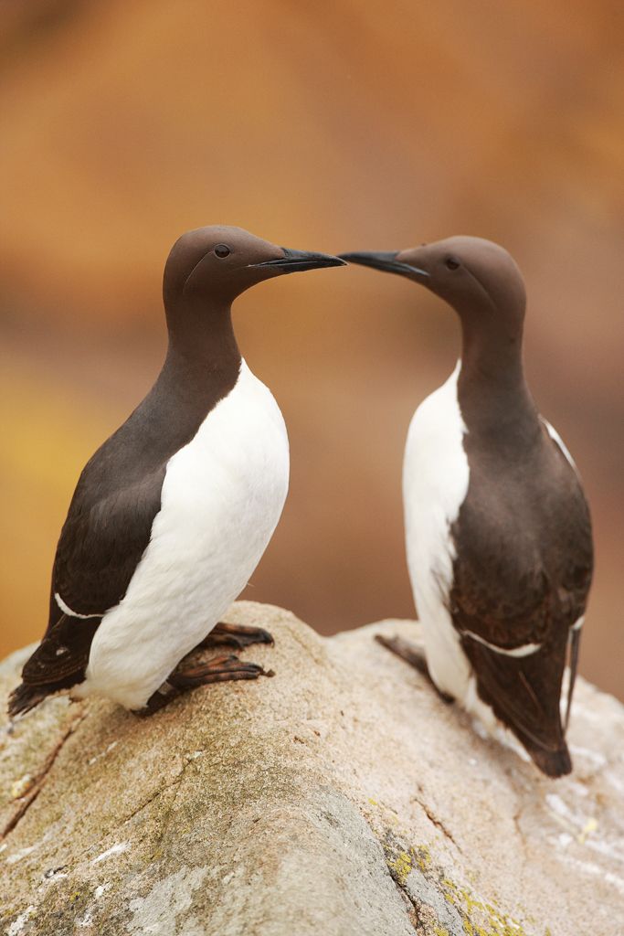 Guillimot