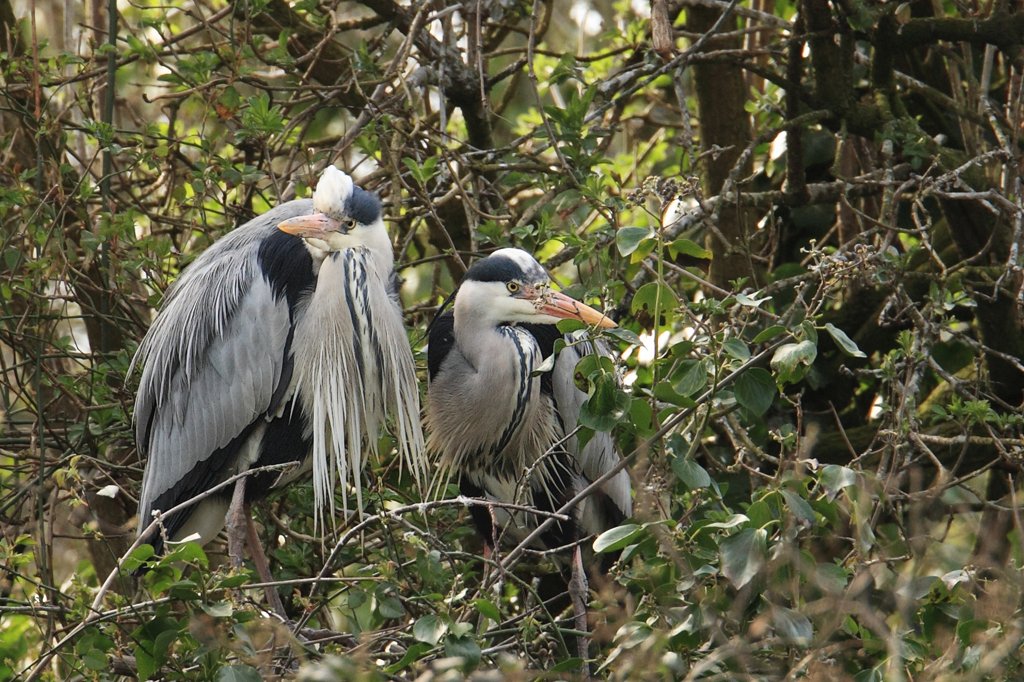 Heron Pair at Nest