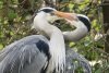 Herons Courting