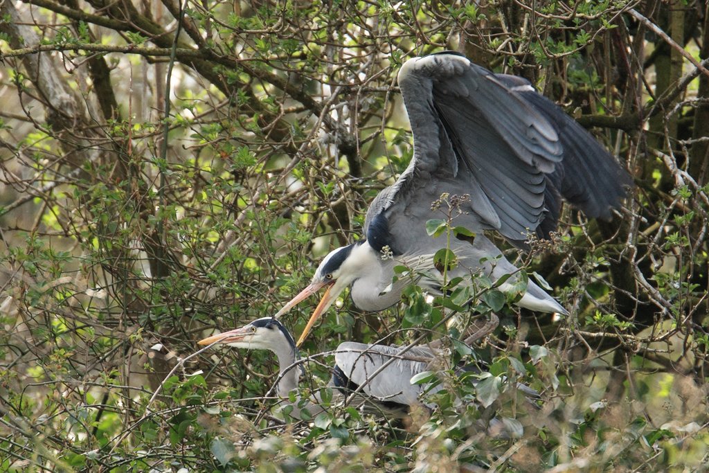 Heron Caresses Neck