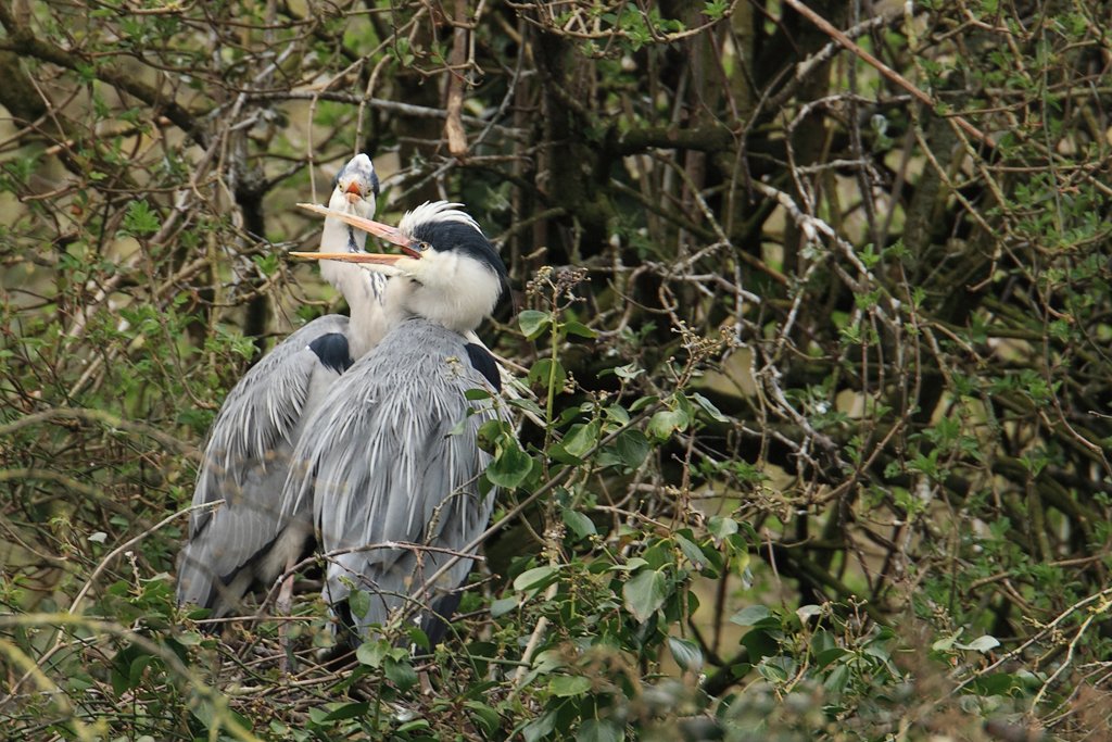 Herons Start to Preen
