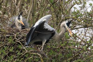 Herons Unwanted Attention