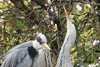 Herons Courting
