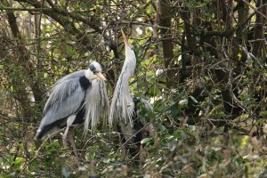 Heron Displaying