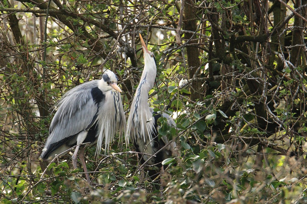 Heron Displaying