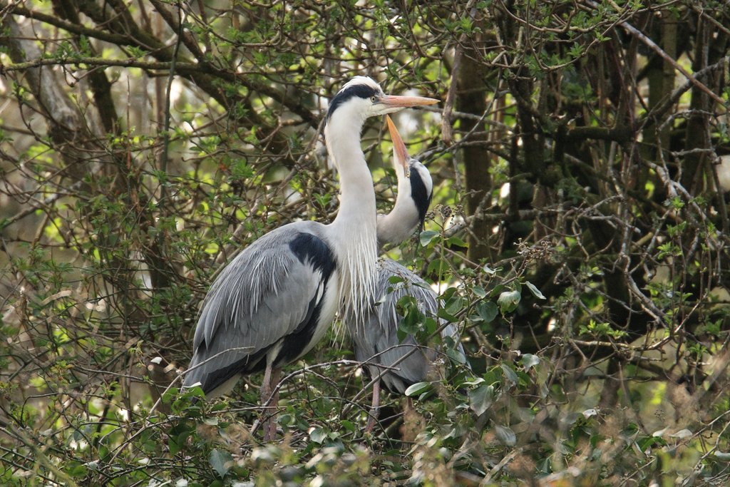 Herons Preening