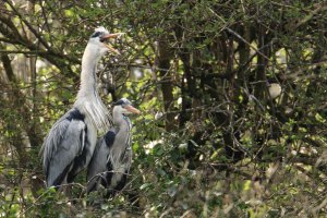 Male Heron Calling