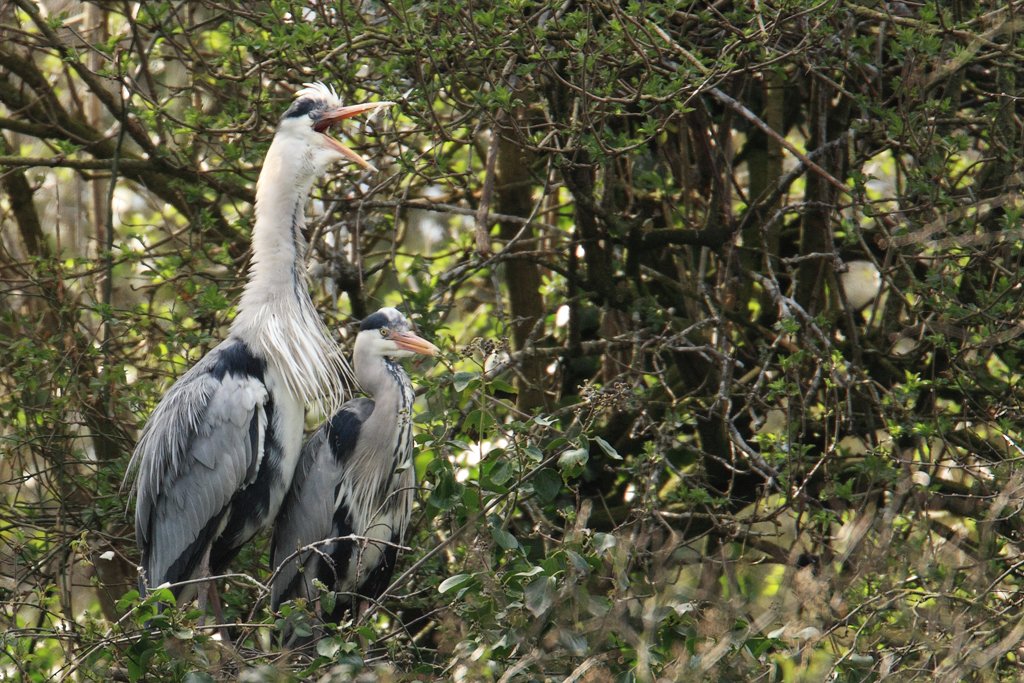 Male Heron Calling