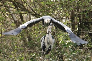 Male Heron Flies in Loop