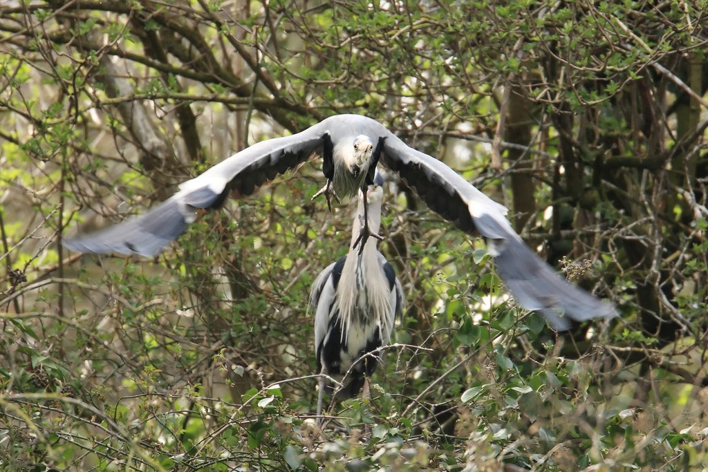 Male Heron Flies in Loop