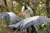 Herons Courting