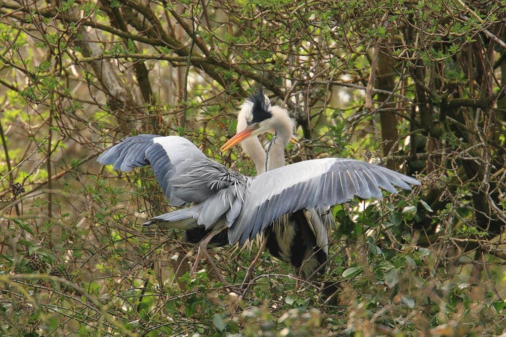 Heron Courtship