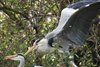 Herons Courting