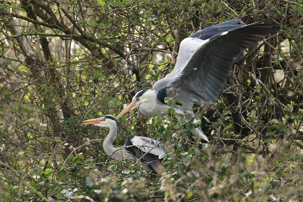 Male Heron Mounts The Female