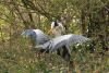 Herons Courting