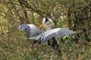 Grey Herons Courting