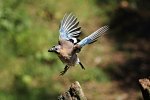 Incoming Jay