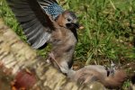 Jays Fighting