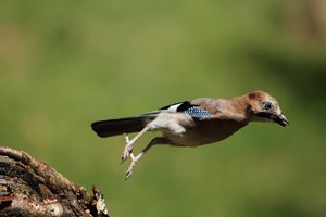 Eurasian Jay
