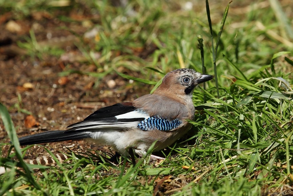 Eurasian Jay on Grass