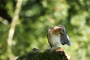 Eurasian Jay Preening