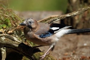 Jay on Mossy branch