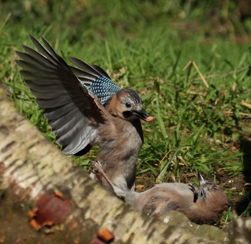 Jay's Fighting