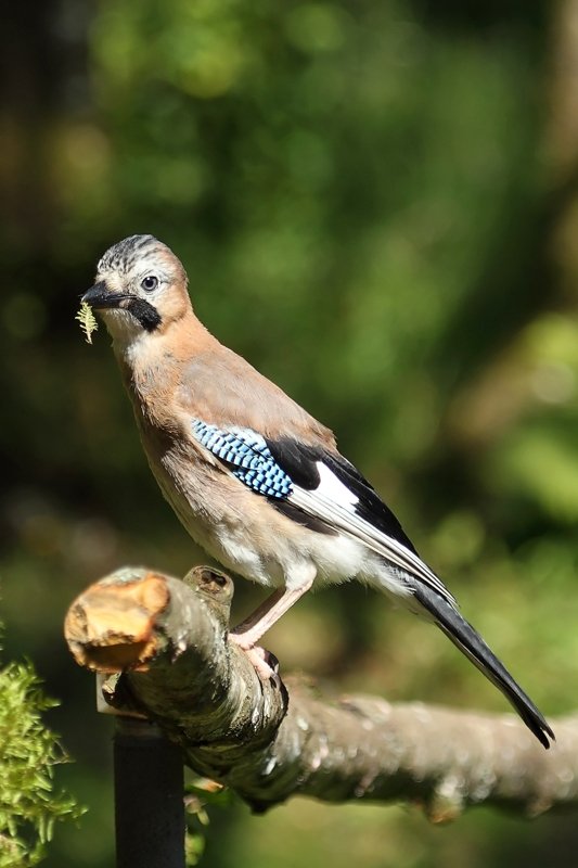 Jay with Leaf in Bill