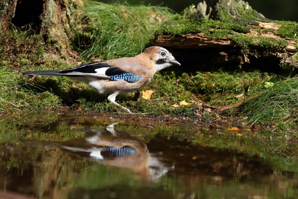 Photograph of The Eurasian Jay reflecting in the water